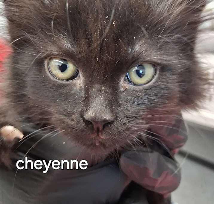 Photo of Cheyenne