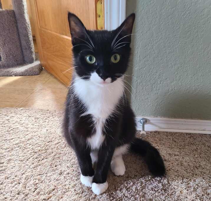 Photo of Cash  (Stone TNR #91)