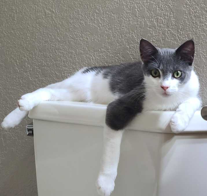 Photo of Chowder  (Stone TNR #90)