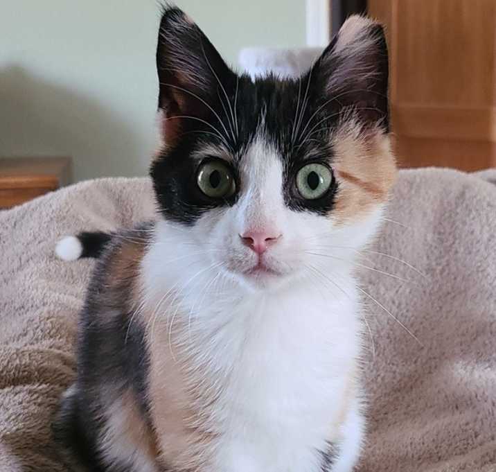 Photo of Clarice  (Stone TNR #89)