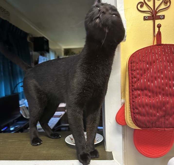 Photo of Neko