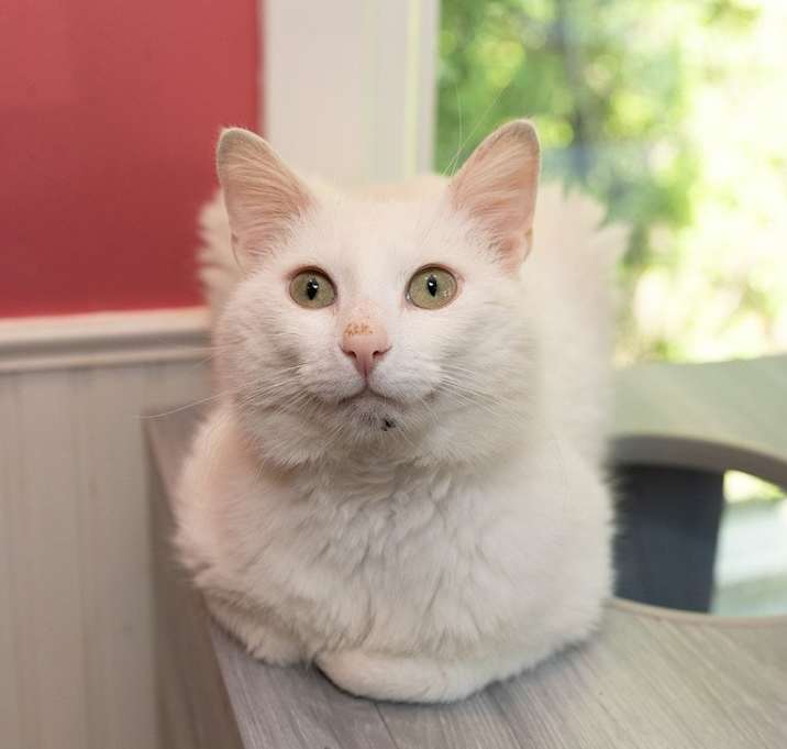 Photo of Elmer