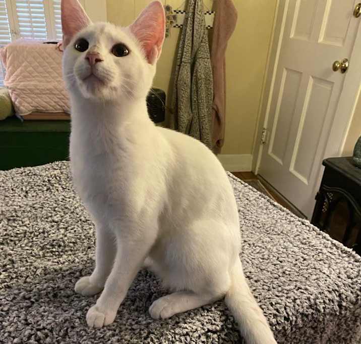 Photo of Sugar