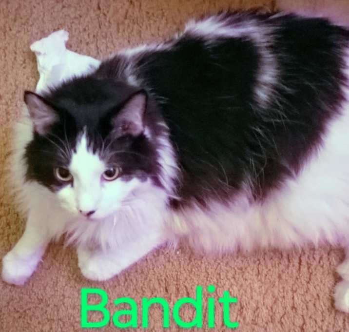 Photo of Bandit