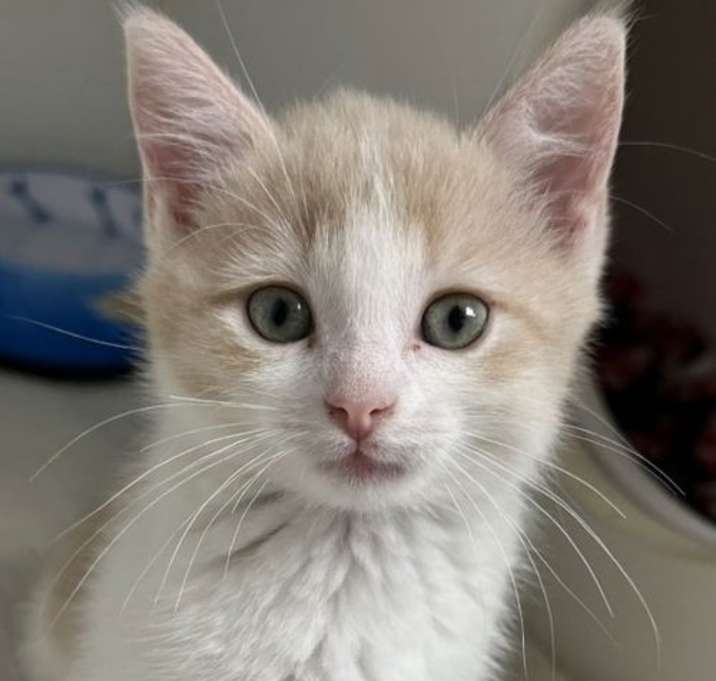 Photo of Biscuit