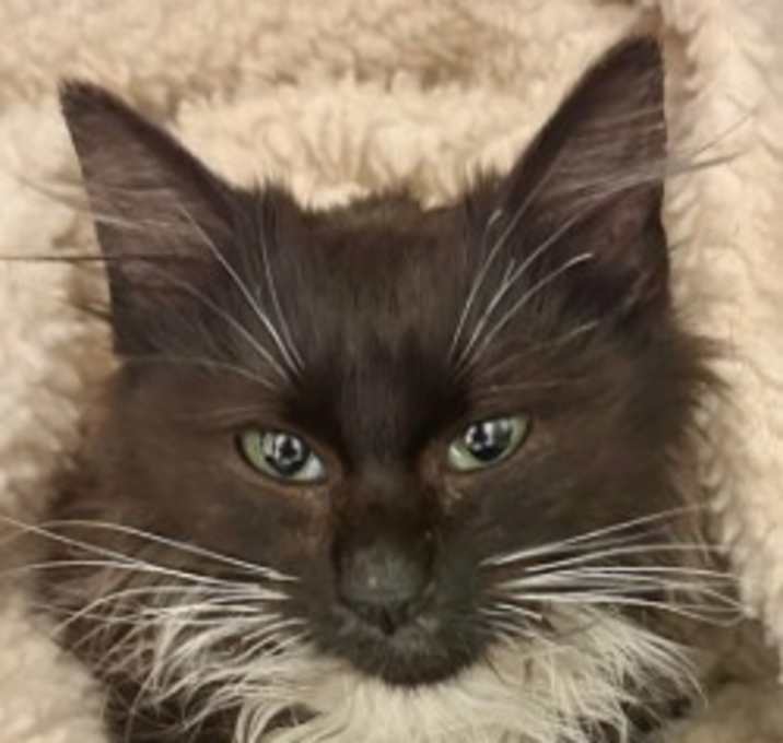 Photo of Sweet Pea