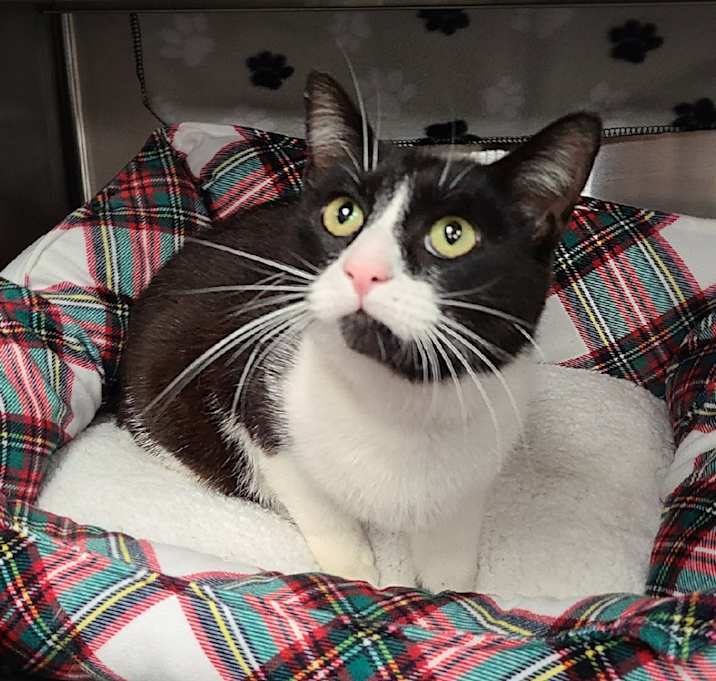 Photo of Alfie / AC 26633