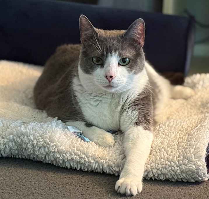 Photo of Baby Girl (fka Sooty)