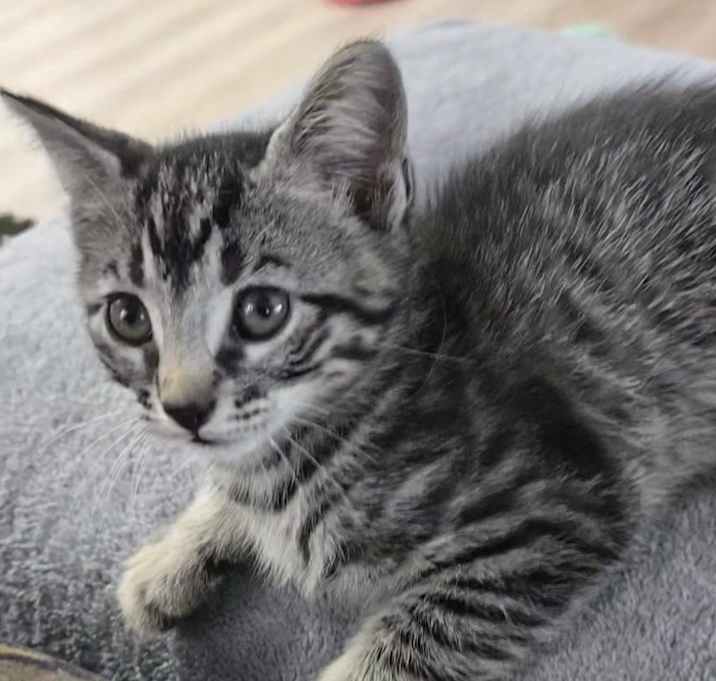 Photo of wiskies