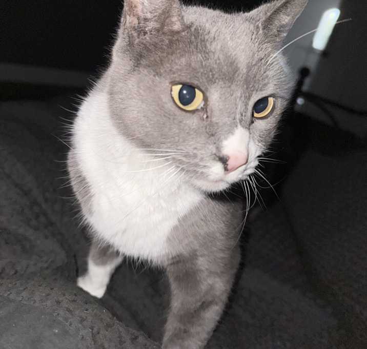 Photo of Willow