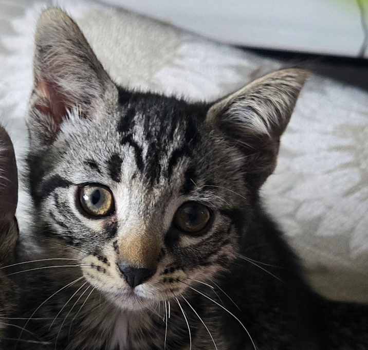 Photo of Blackpaw