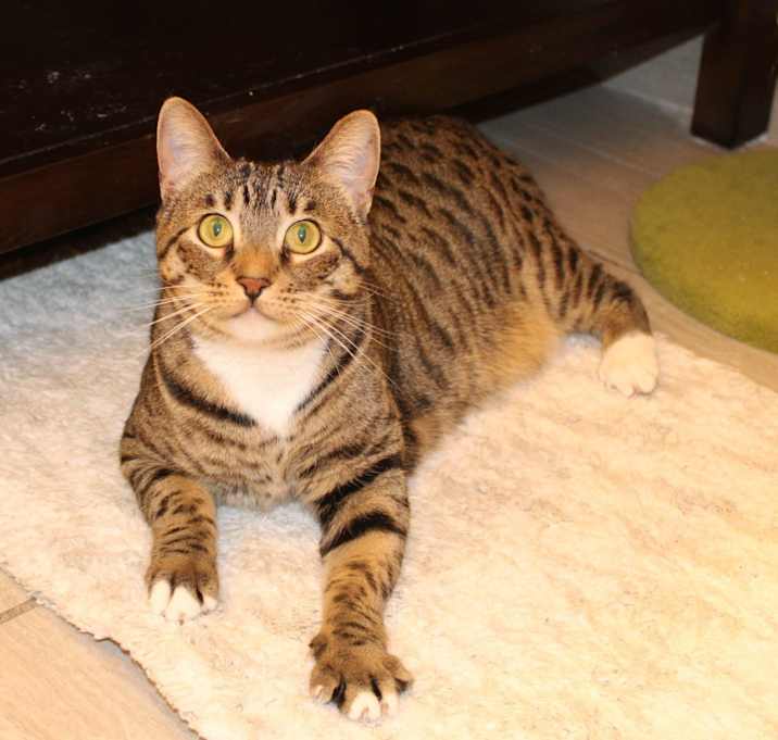 Photo of Skittles