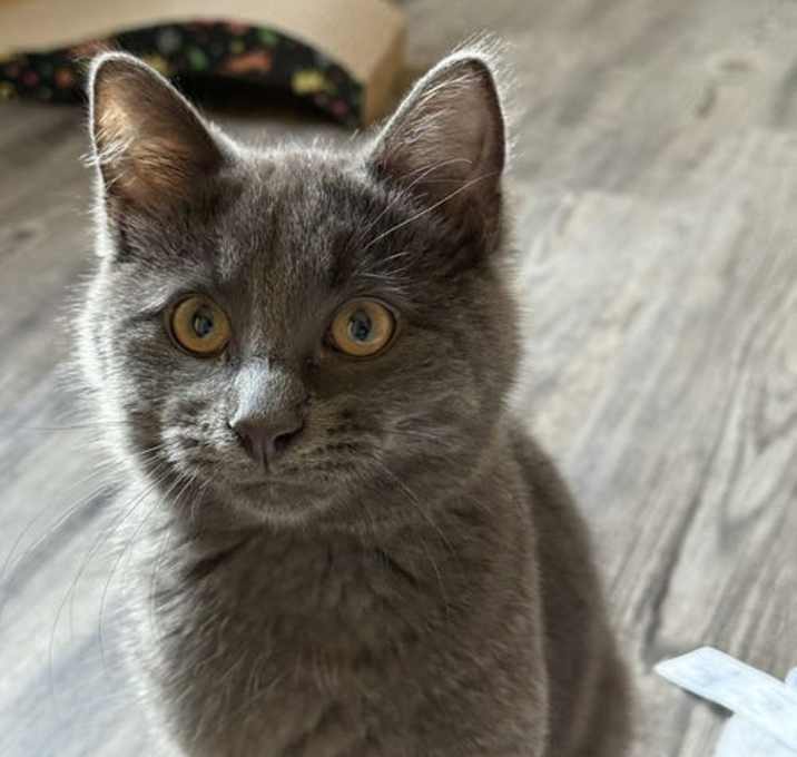 Photo of Pumpernickel