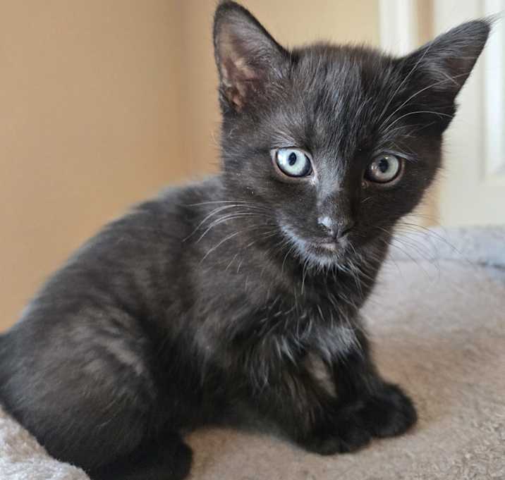 Photo of Onyx