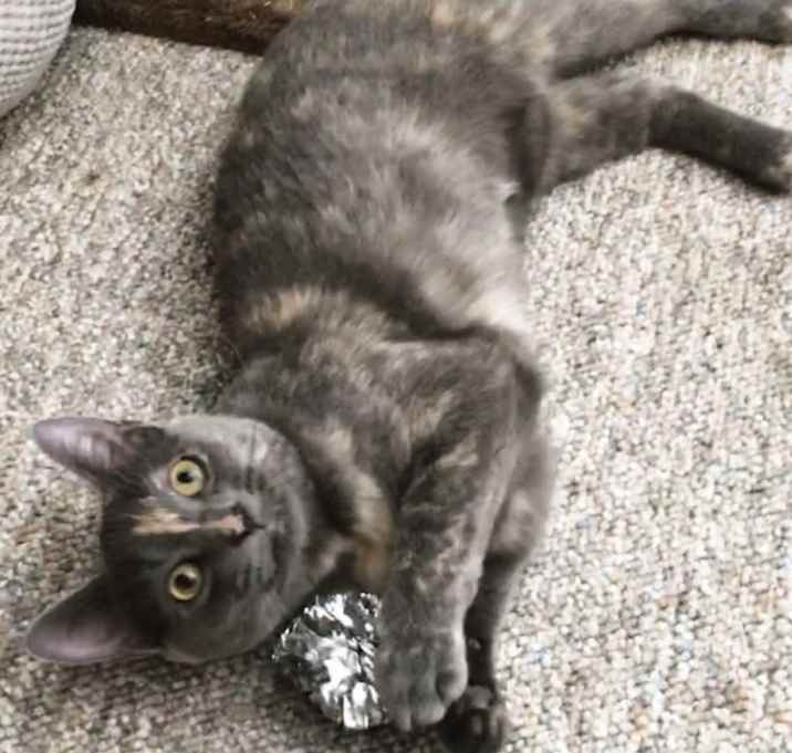 Photo of Lupin
