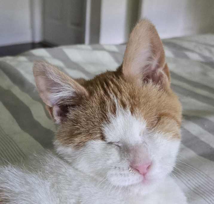 Photo of Oat Milk