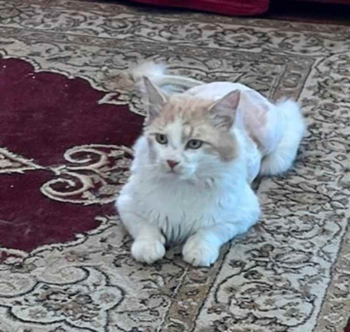 Photo of Dennis