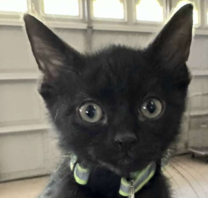 Photo of KITTEN SHADOW