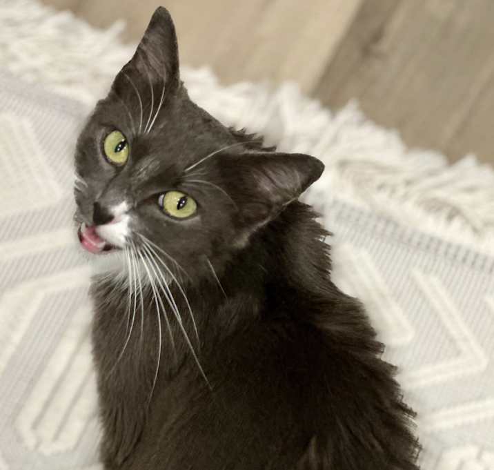Photo of Surfer Cat