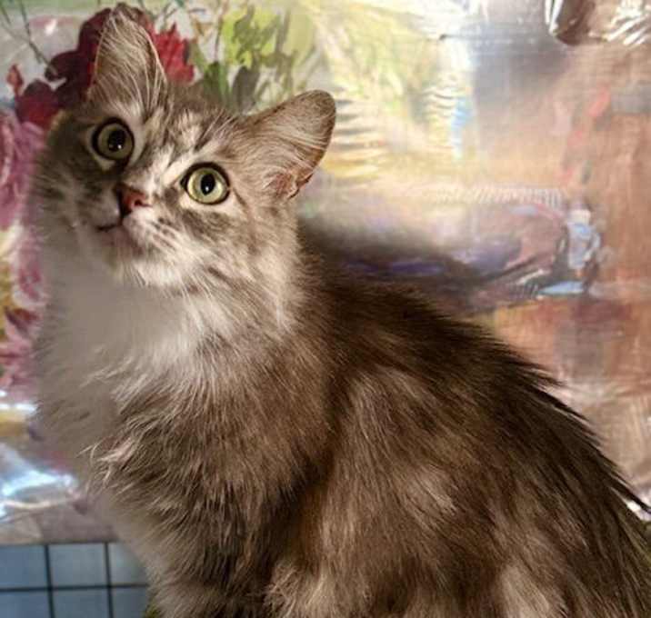 Photo of Sweetie Pie - Longhaired Beauty!