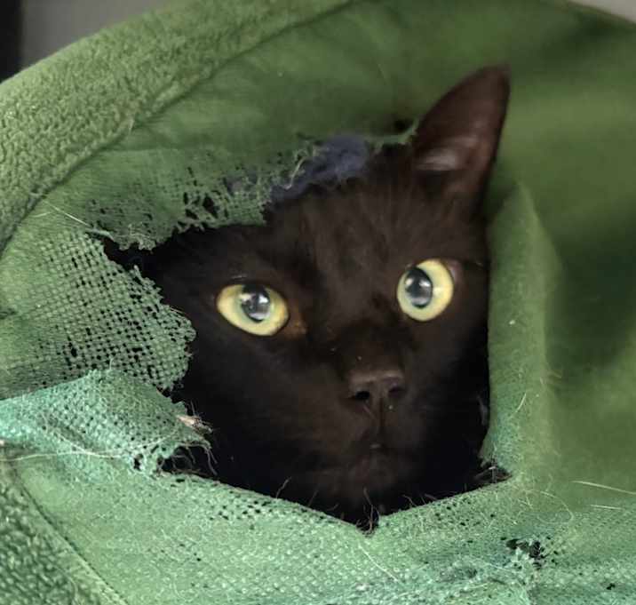 Photo of Kitty Man