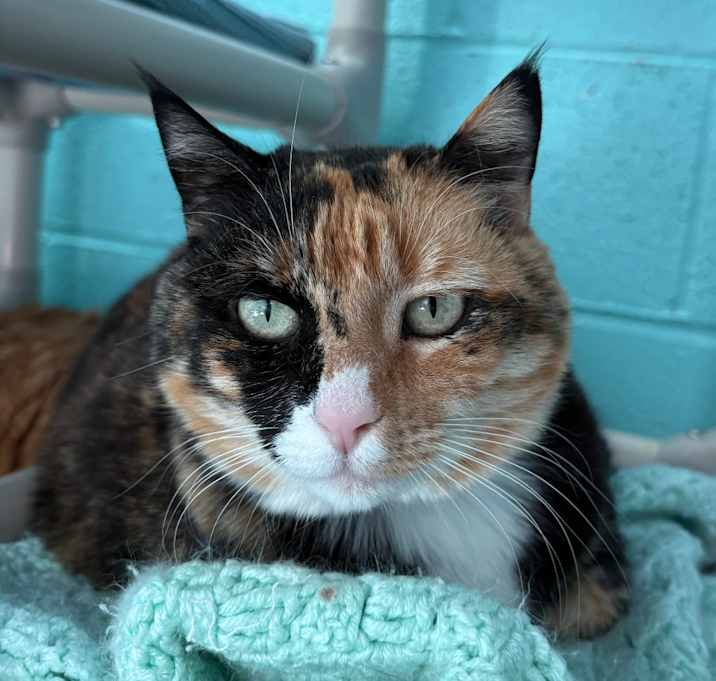 Photo of Mittens