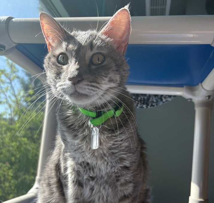 Photo of Nezuko