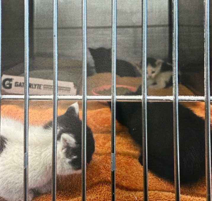 Photo of Black Kitten 1 