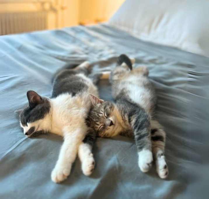 Photo of Cricket & Smidge
