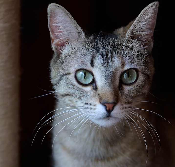 Photo of Tulip