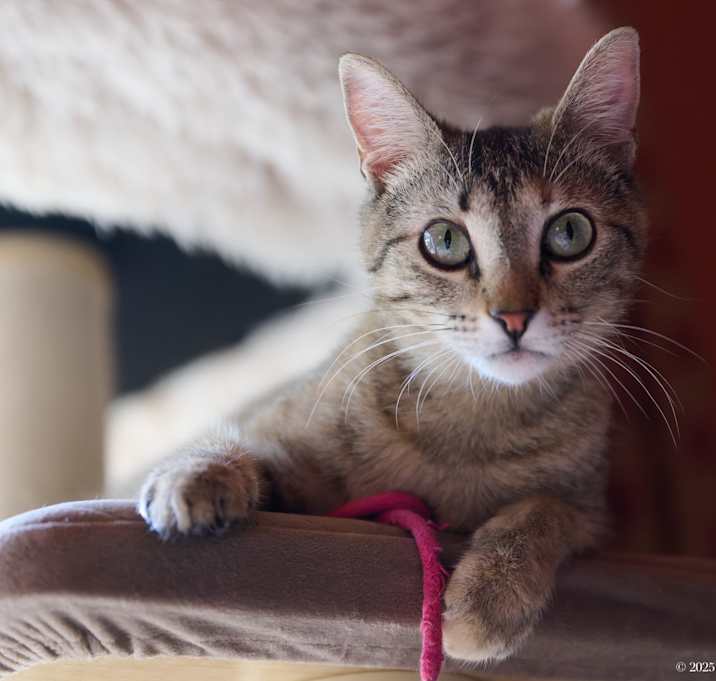 Photo of Tulip