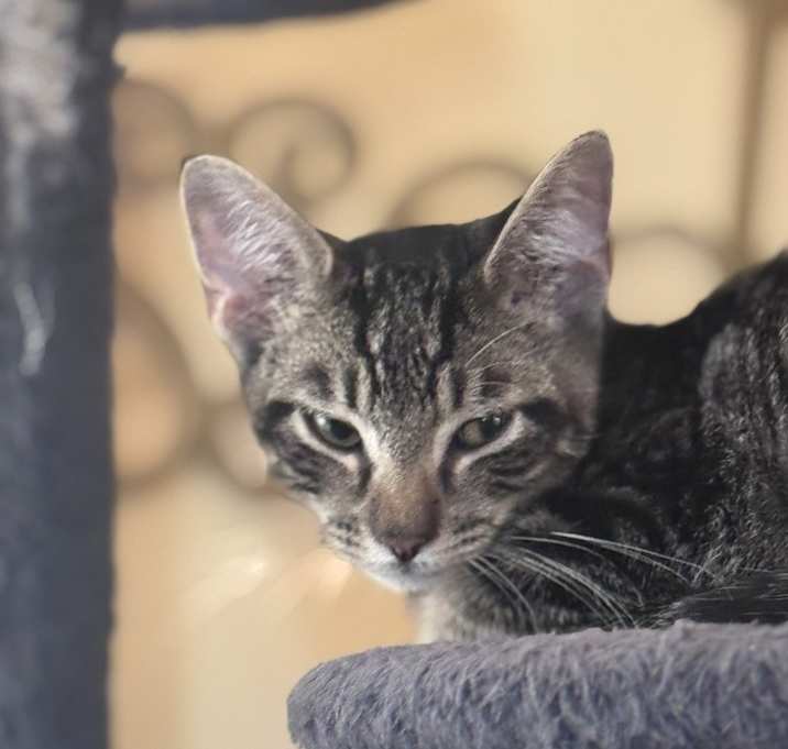 Photo of Poblano