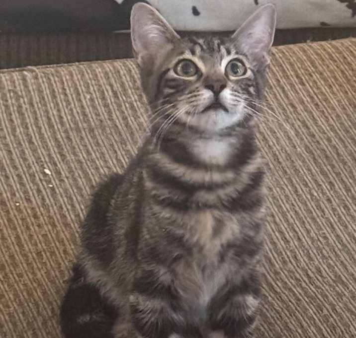 Photo of Jalape単o