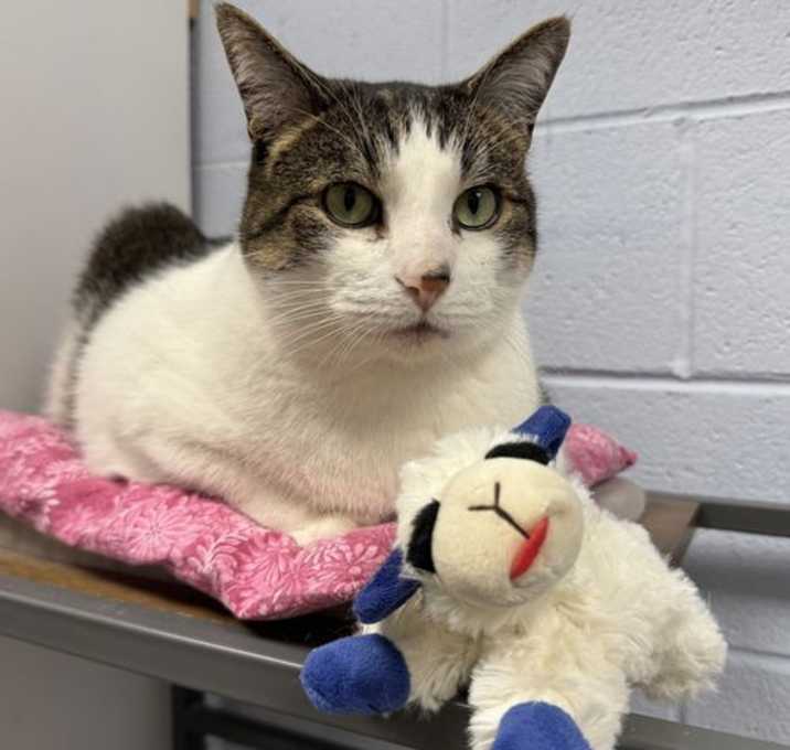 Photo of Louie