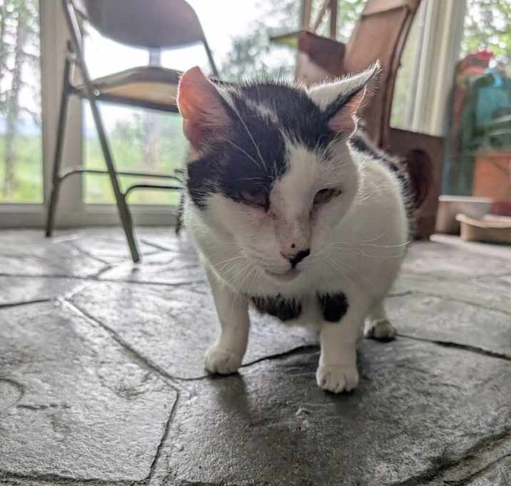 Photo of Patches