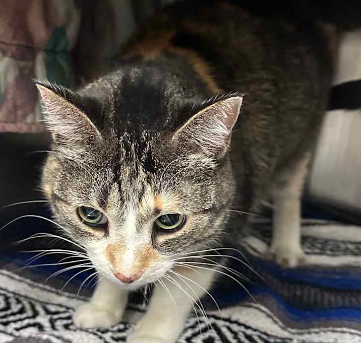 Photo of Mittens