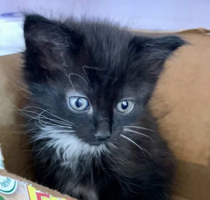 Photo of Tulip