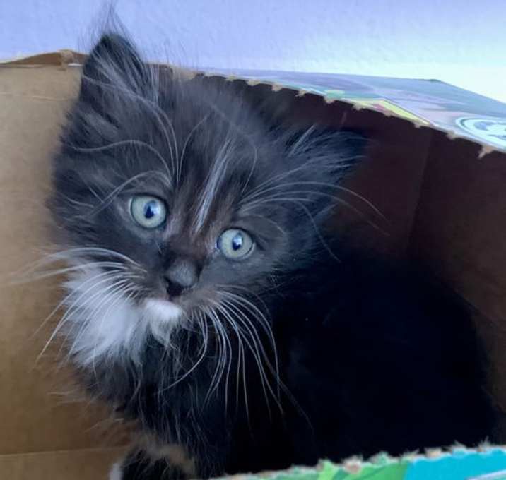 Photo of Milo