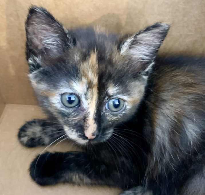 Photo of Iris