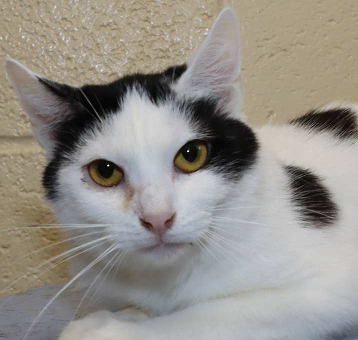Photo of Clementine