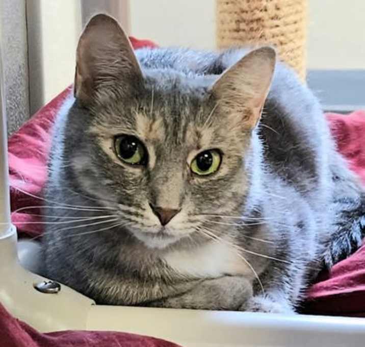 Photo of Poppy Seed