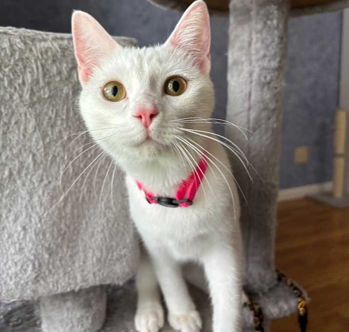 Photo of Sugar