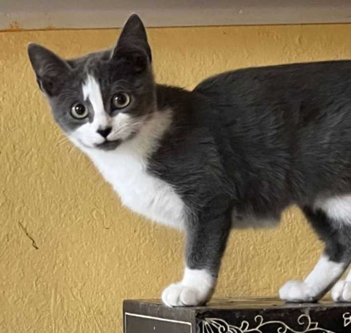 Photo of Smokey