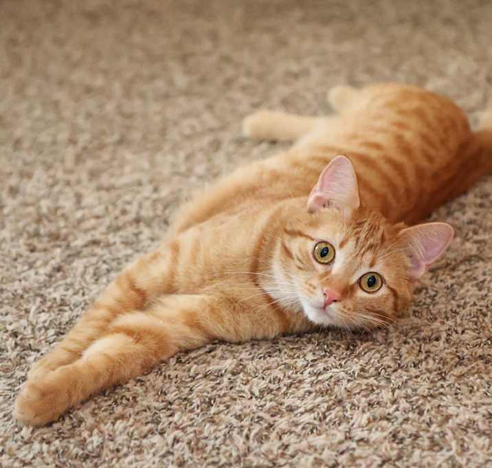 Photo of Ginger