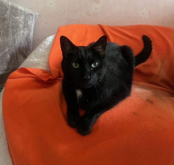 Photo of Licorice