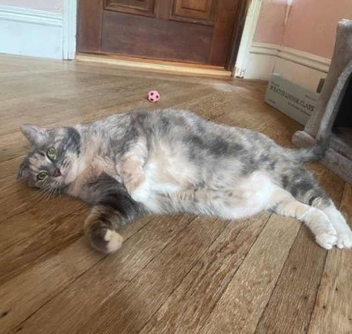 Photo of Snickers