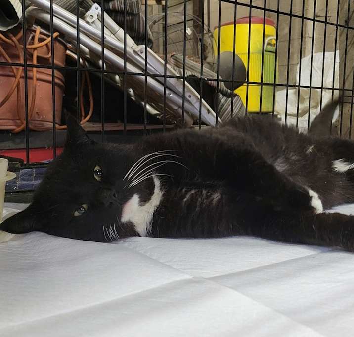 Photo of Mr. Jeeves