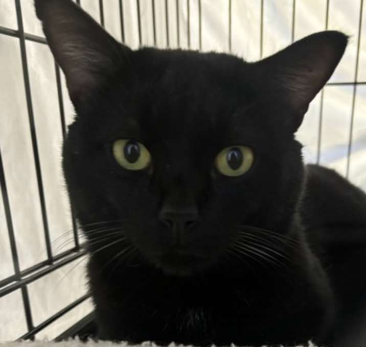 Photo of Blackie