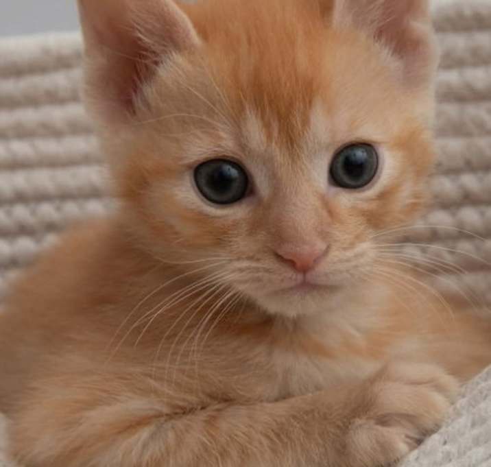 Photo of Shamrock