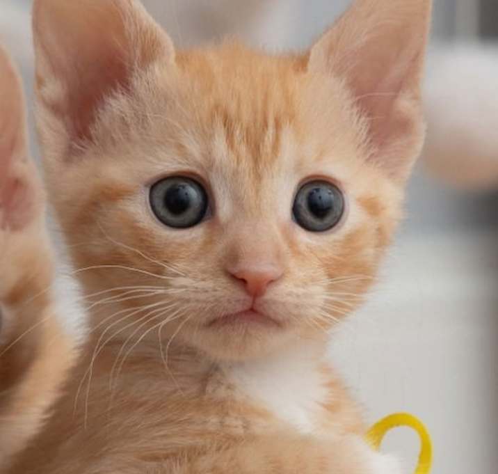 Photo of Clover